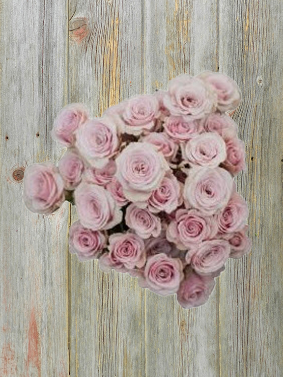 BIG DIPPER  LIGHT PINK SPRAY ROSE